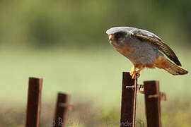 Red-footed Falcon