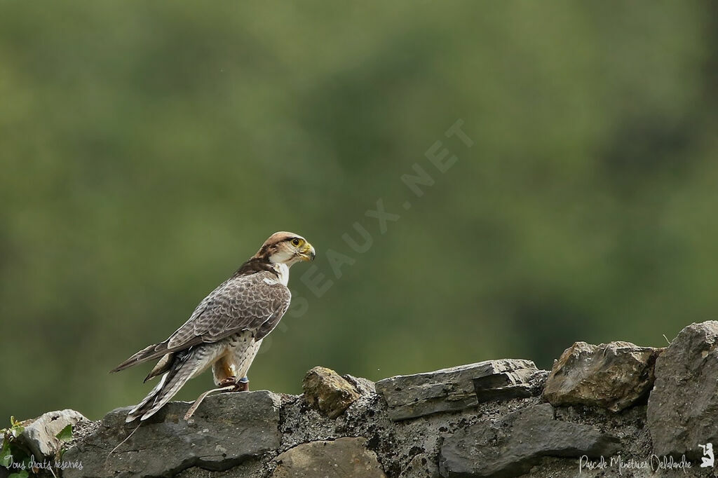 Lanner Falcon