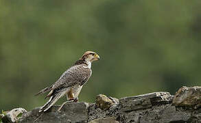 Lanner Falcon