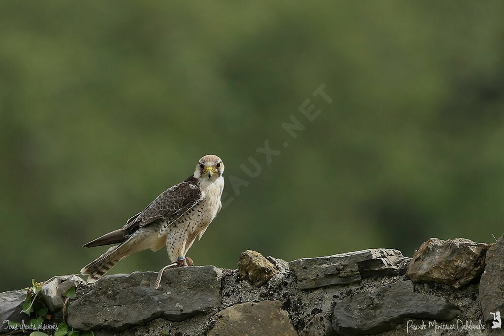 Lanner Falcon