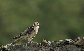 Lanner Falcon