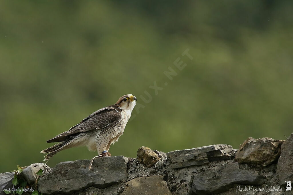 Lanner Falcon