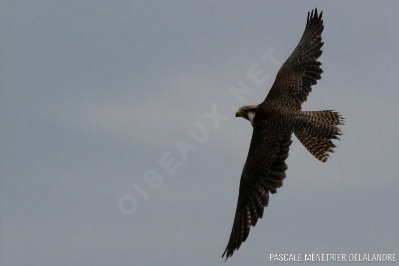 Peregrine Falconadult