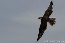 Peregrine Falcon