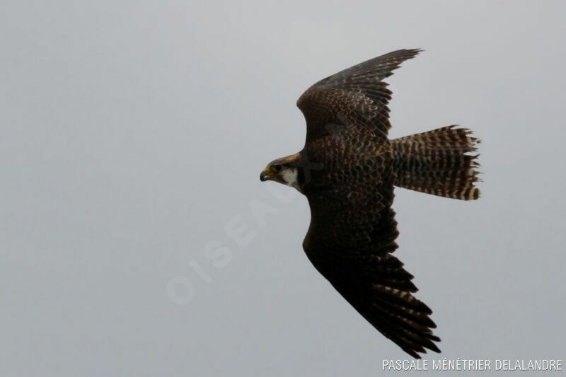 Peregrine Falconadult