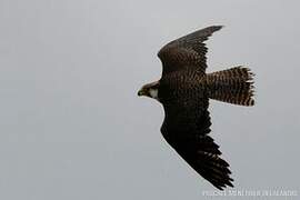 Peregrine Falcon