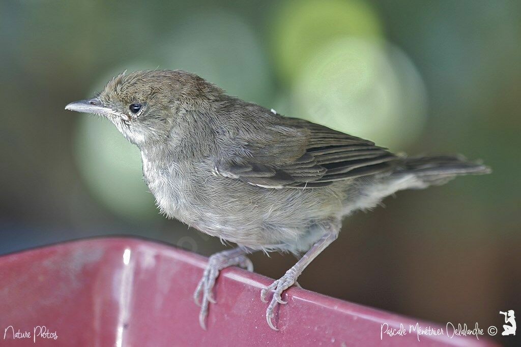 Eurasian Blackcapjuvenile