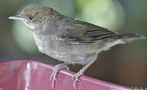 Eurasian Blackcap