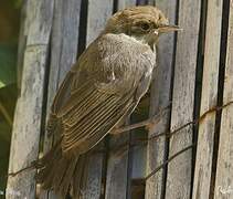 Eurasian Blackcap