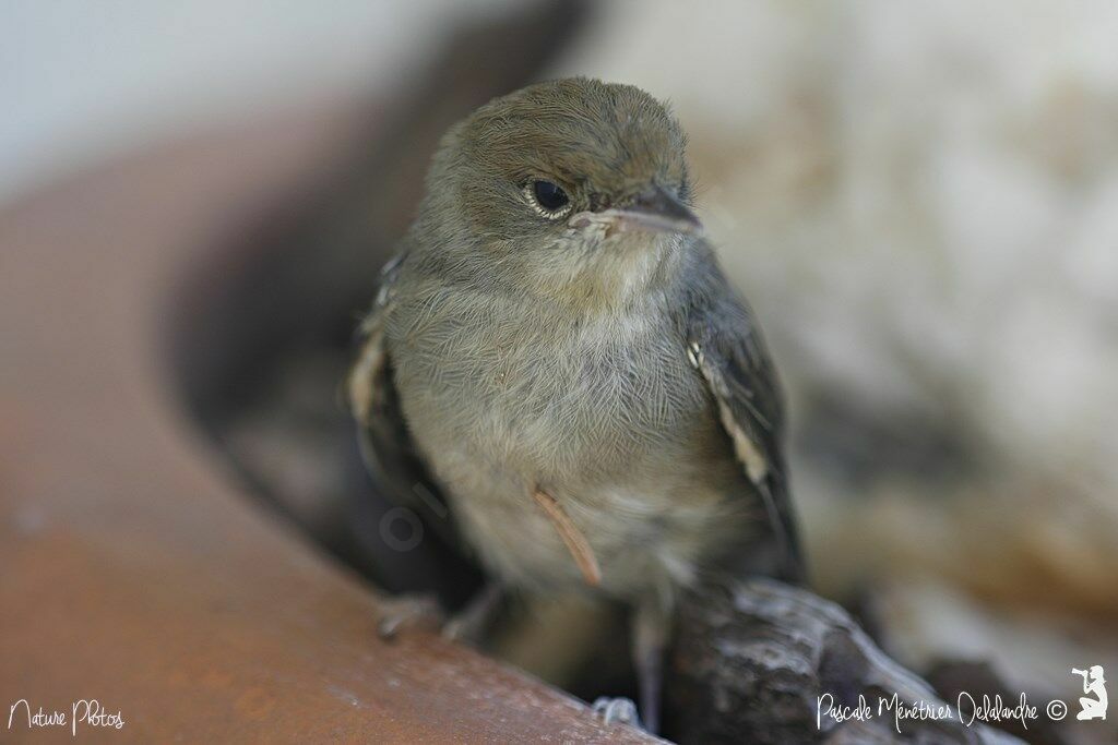 Eurasian Blackcapjuvenile