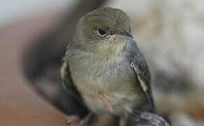 Eurasian Blackcap