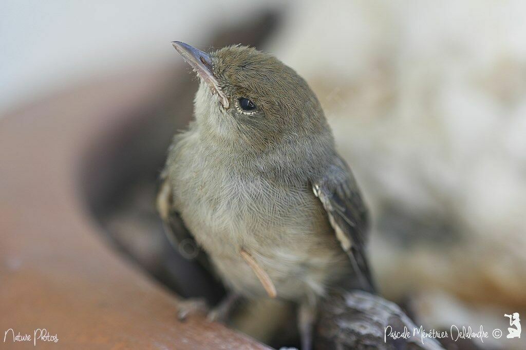 Eurasian Blackcapjuvenile