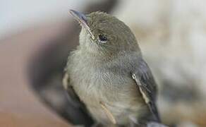 Eurasian Blackcap