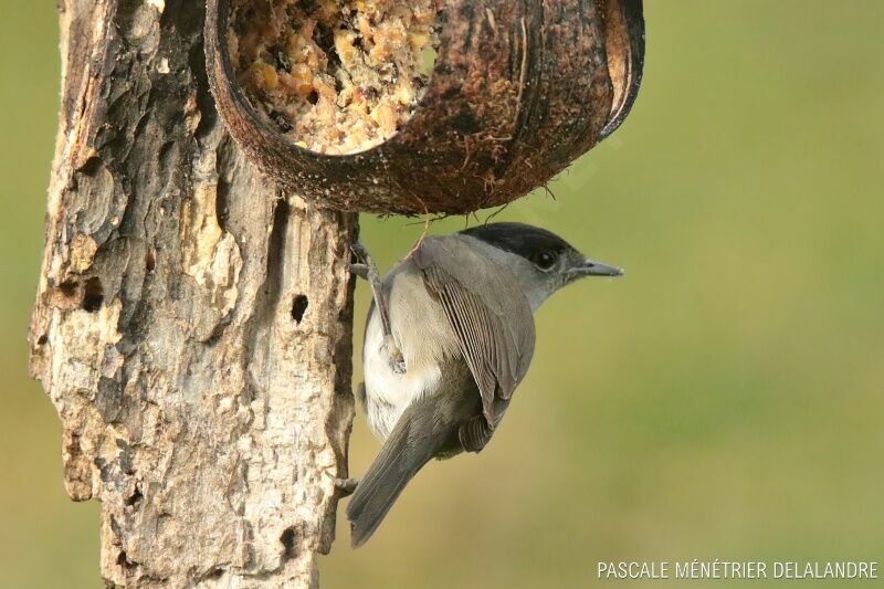 Eurasian Blackcap male adult