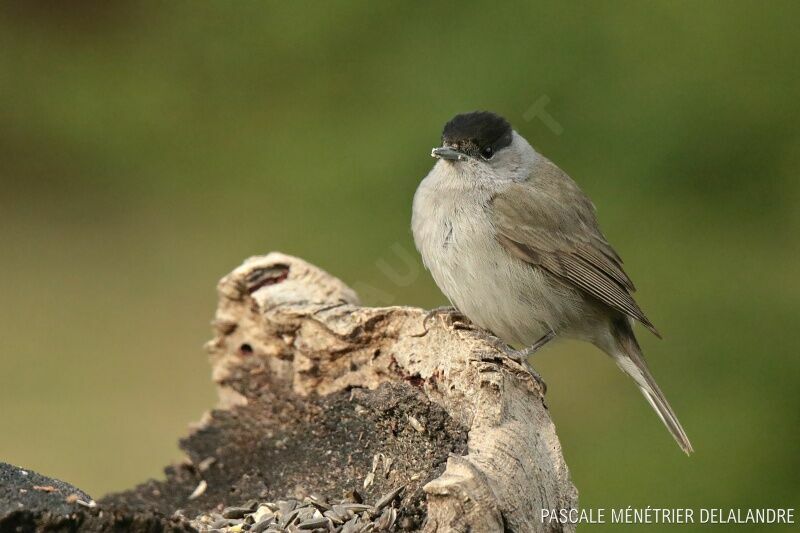 Eurasian Blackcap male adult