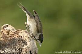 Eurasian Blackcap