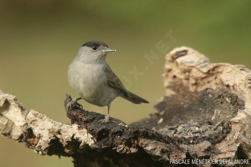 Eurasian Blackcap male adult