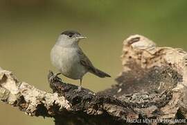 Eurasian Blackcap