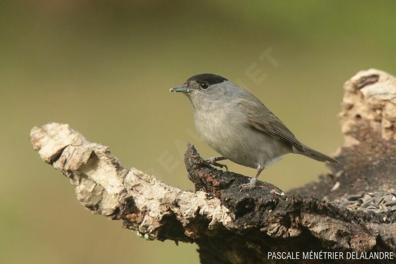 Eurasian Blackcap male adult