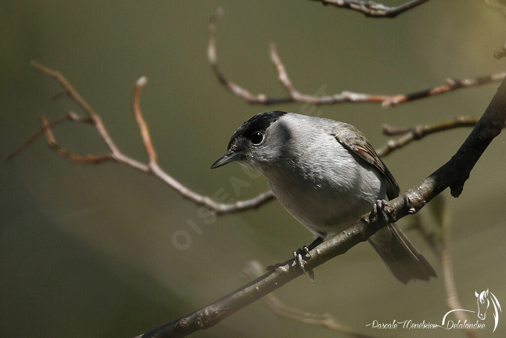 Eurasian Blackcap male