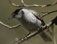 Eurasian Blackcap