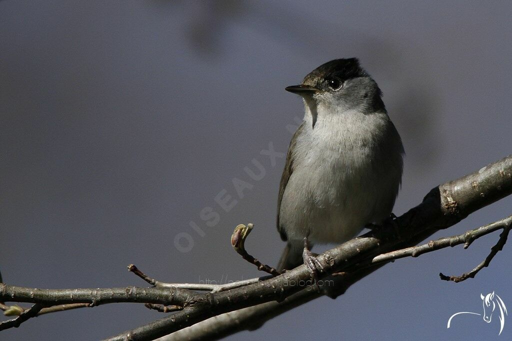 Eurasian Blackcap male