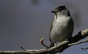 Eurasian Blackcap