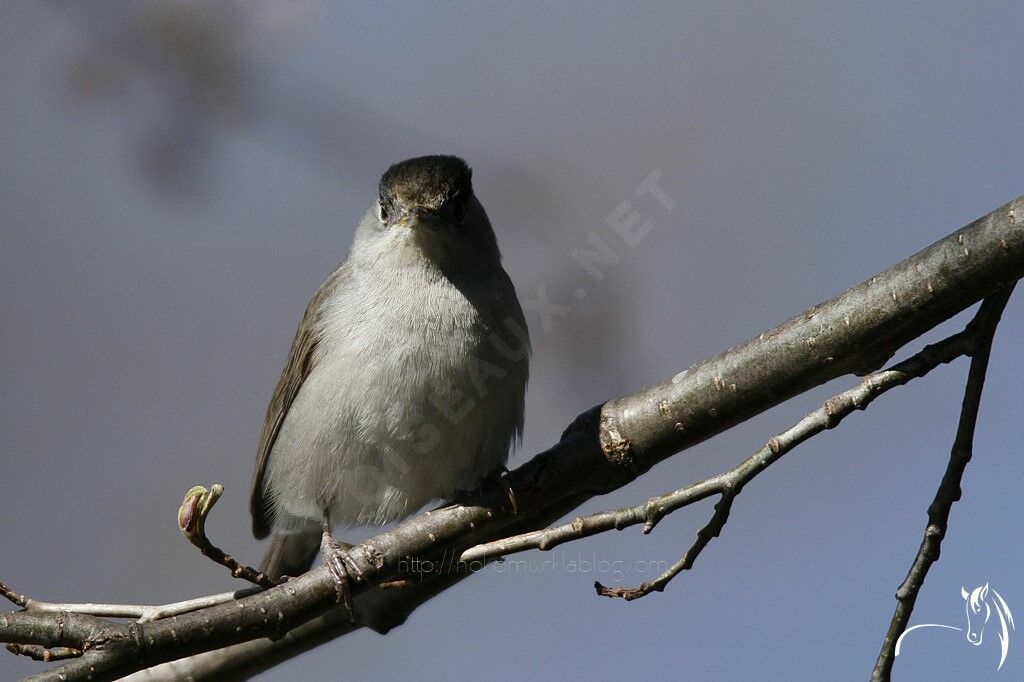 Eurasian Blackcap male