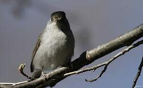 Eurasian Blackcap