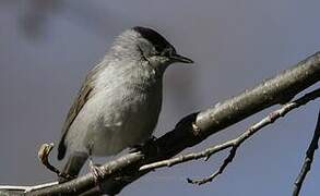 Eurasian Blackcap