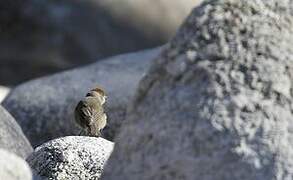 Eurasian Blackcap