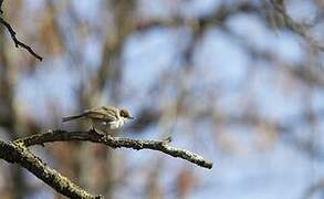 Eurasian Blackcap