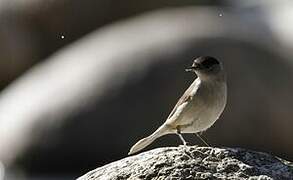 Eurasian Blackcap