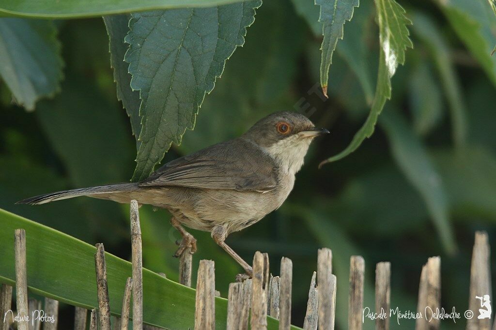 Fauvette mélanocéphale femelle adulte, identification