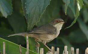 Sardinian Warbler