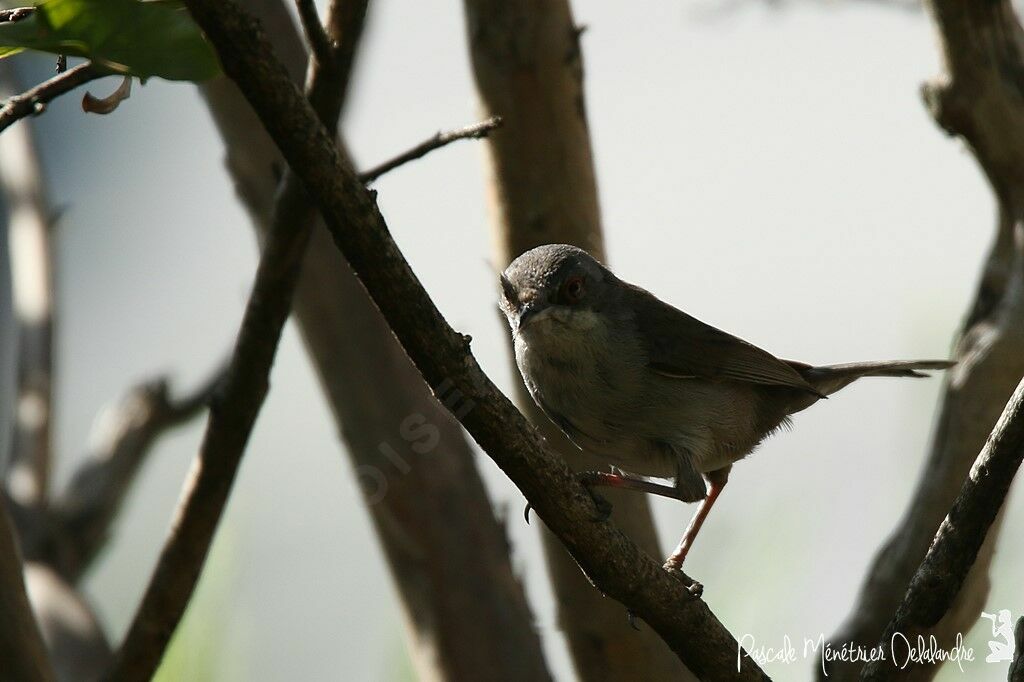 Sardinian Warbler