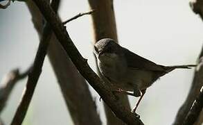 Sardinian Warbler