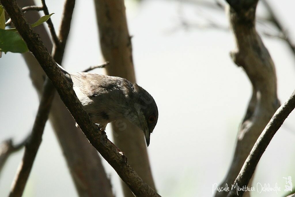 Sardinian Warbler