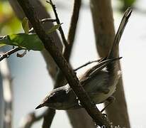 Sardinian Warbler