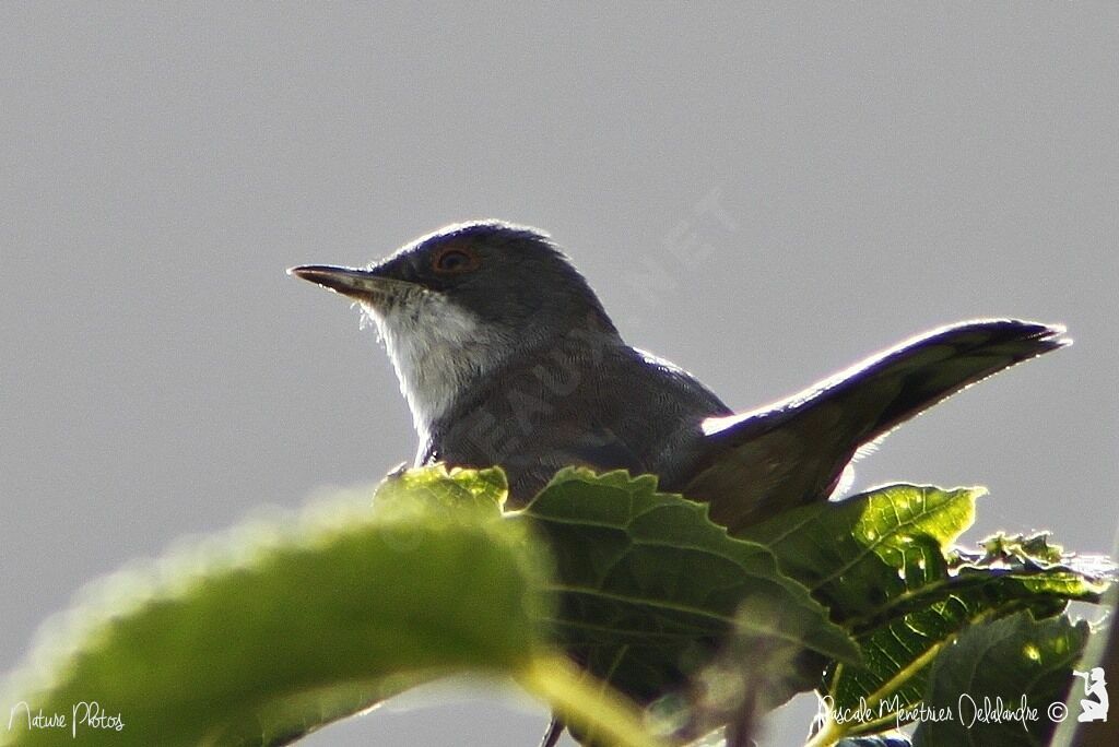 Sardinian Warbler