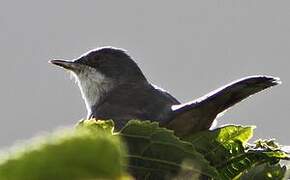 Sardinian Warbler