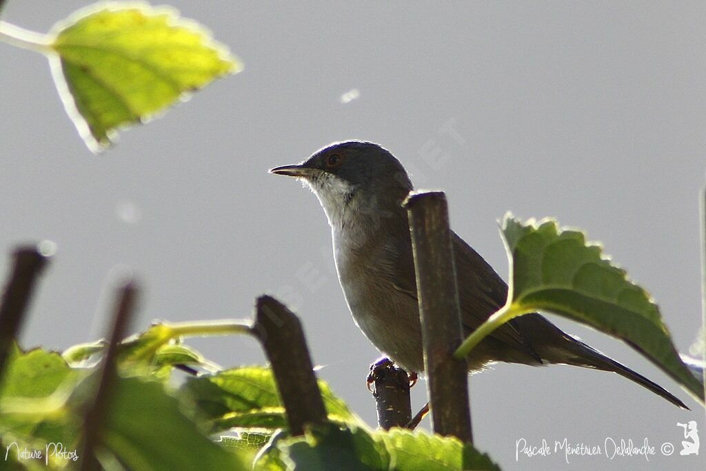 Sardinian Warbler