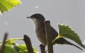 Sardinian Warbler