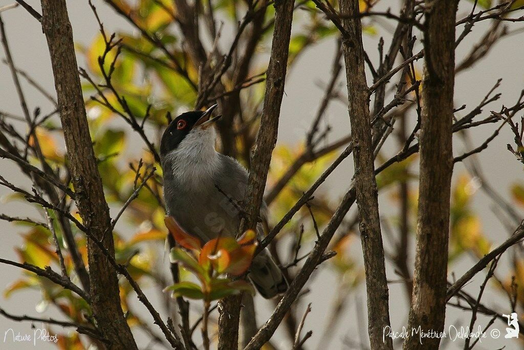 Sardinian Warbler