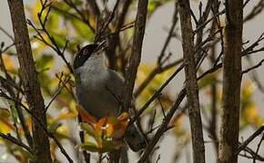 Sardinian Warbler