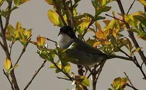 Sardinian Warbler