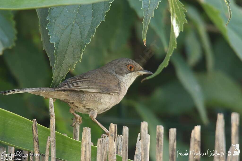 Fauvette mélanocéphale femelle adulte, identification