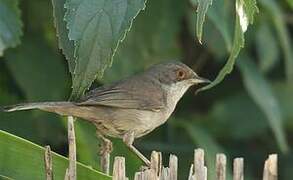 Sardinian Warbler