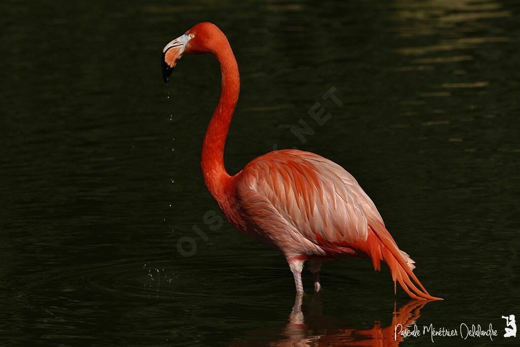 Flamant des Caraïbes