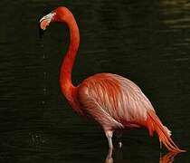 American Flamingo